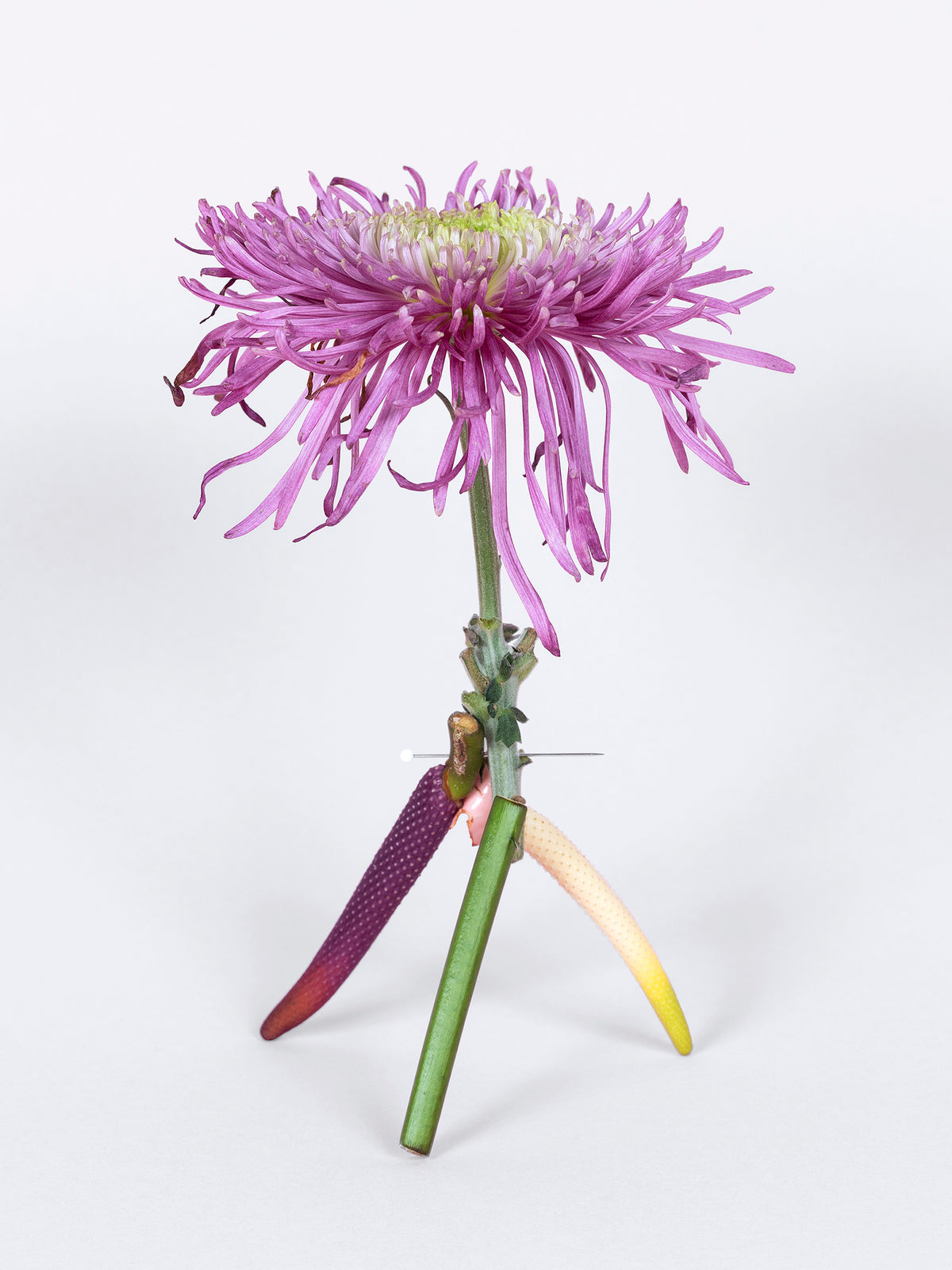 Broken Flowers Asteraceae