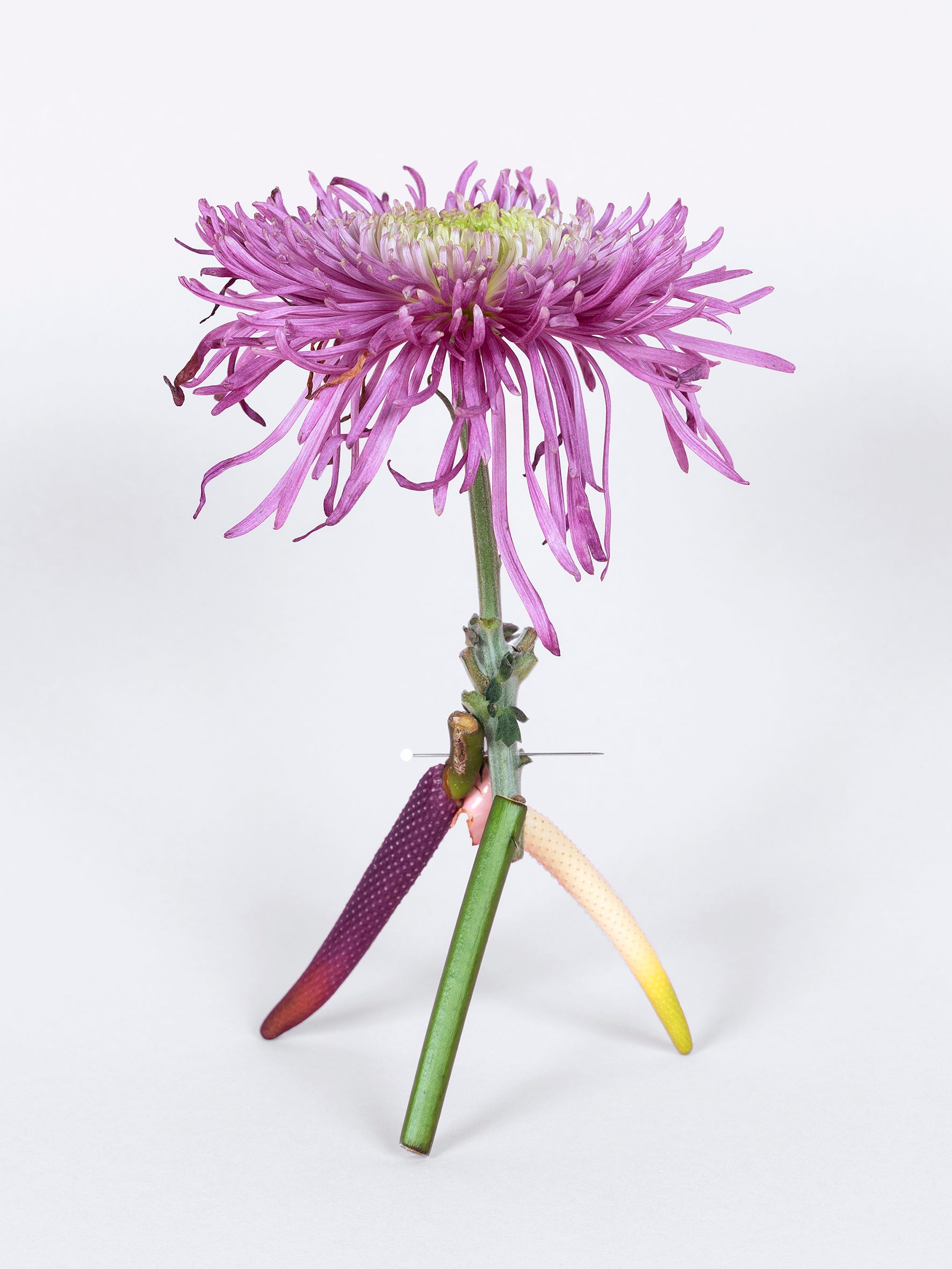 Broken Flowers Asteraceae