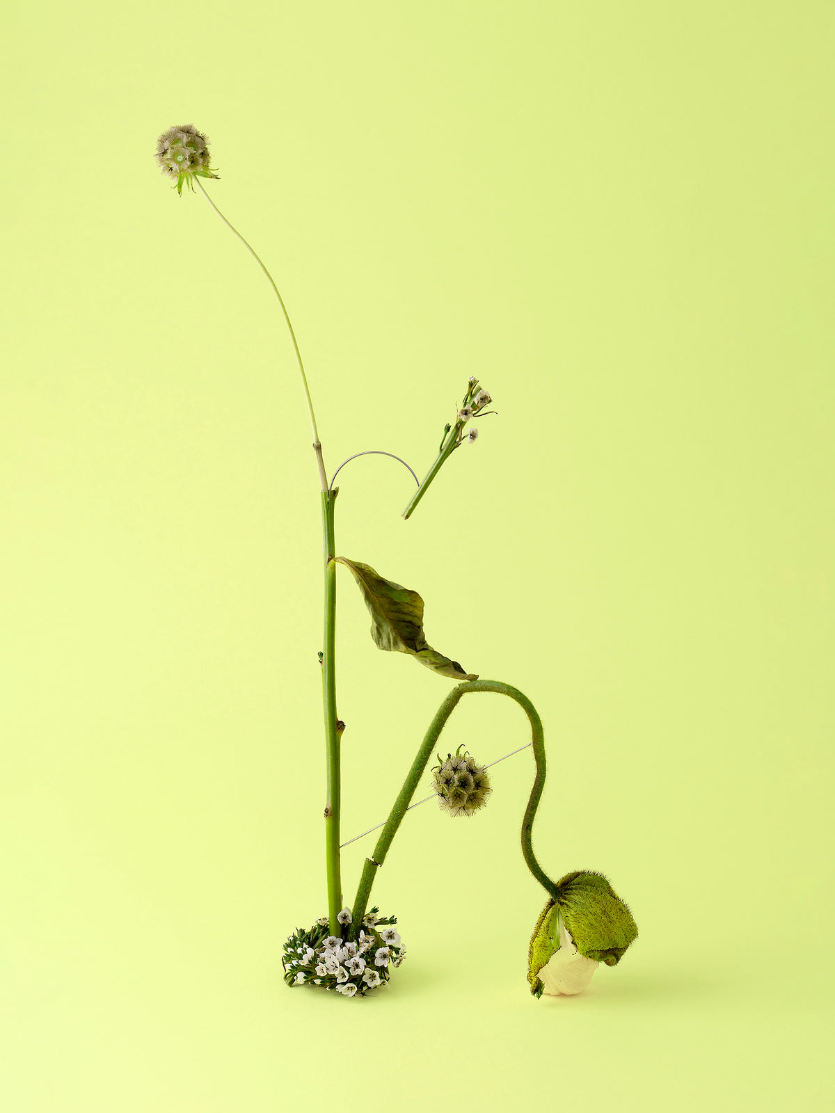 Broken Flowers Scabiosa stellata