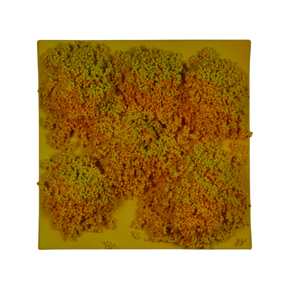Square #2